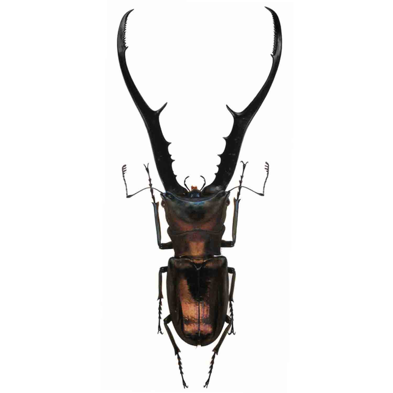 Insect - LUCANIDAE Lucanus cervus cervus - Ukraine - Giant